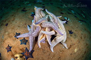 xxx / spawning of starfishes
/ Asterias amurensis / Japa... by Boris Pamikov 